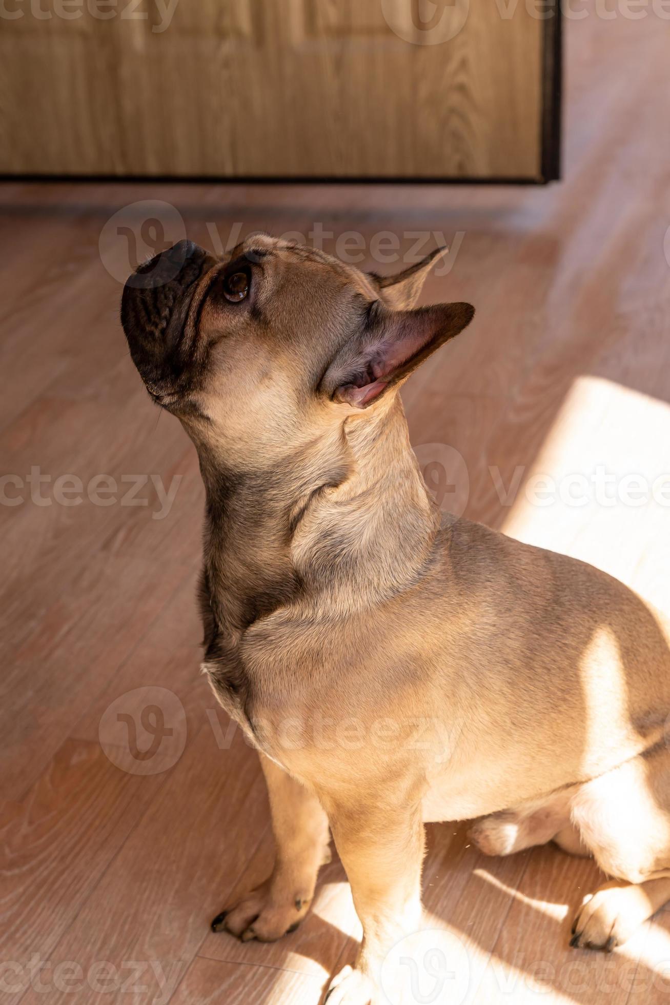 side view of adorable french bulldog dog sitting and waiting for a