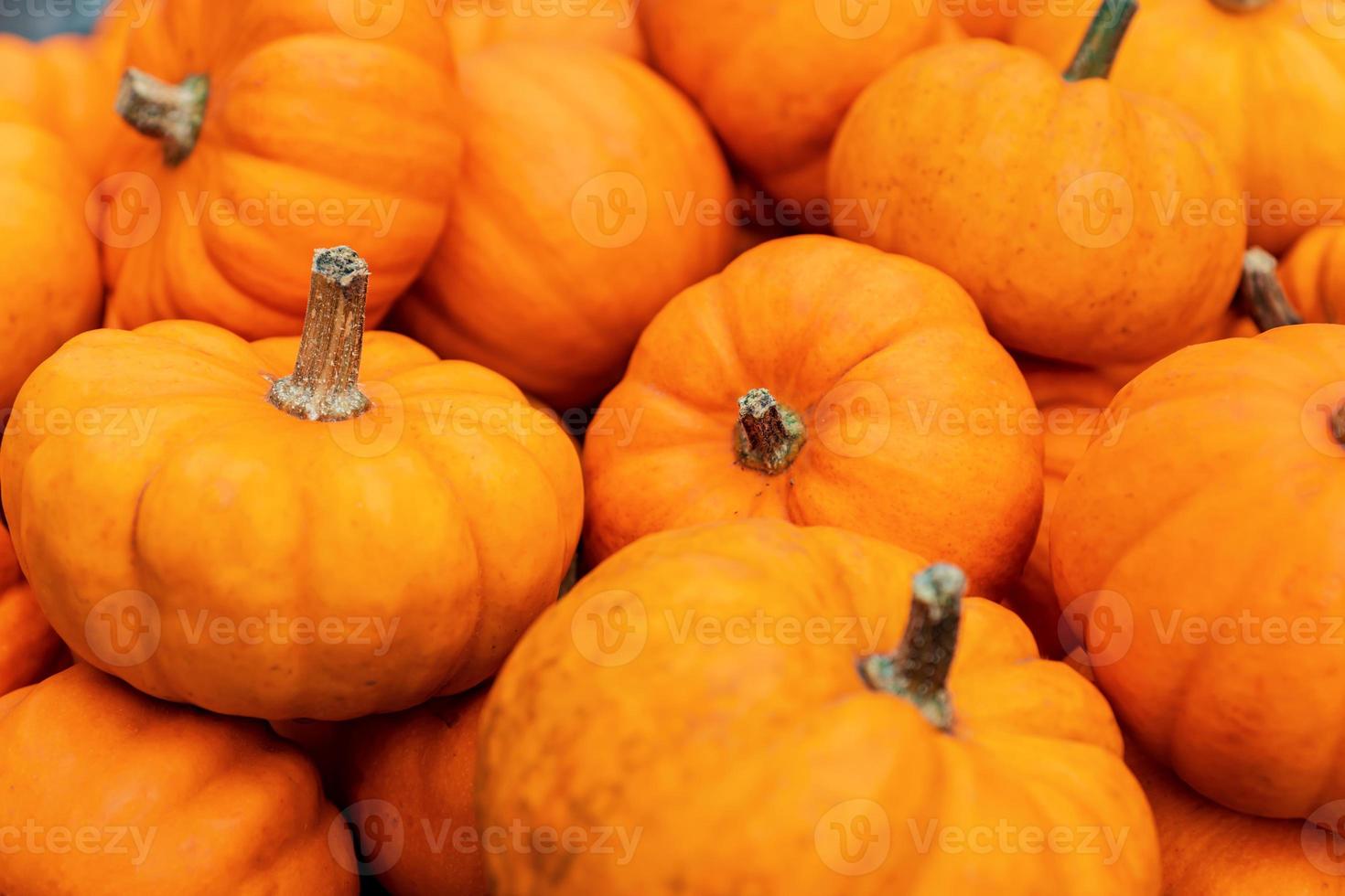Autumn pumpkin background. Close up of mini pumpkins at farmers market. photo