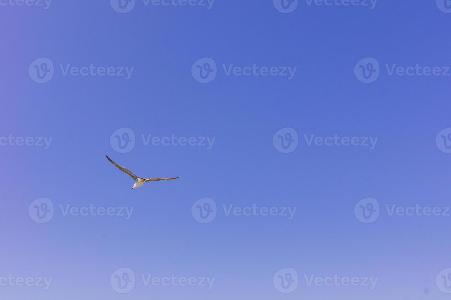 sea gull in the clear blue sky. Flying bird. Copy space photo