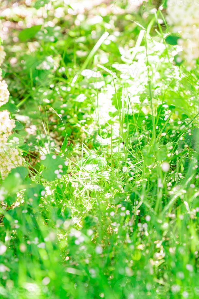 fondo de naturaleza de primavera con hierba verde, sol y bokeh. telón de fondo de verano o primavera con hierba verde fresca y bengalas solares foto