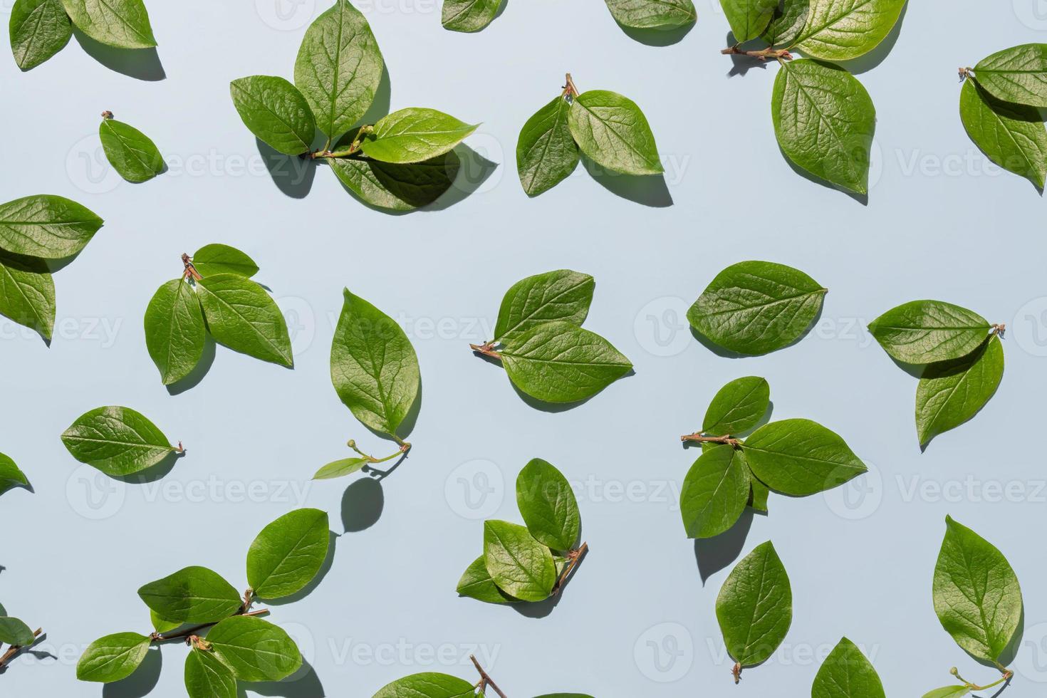 Fresh green spring leaves on light blue background, top view with space for text photo