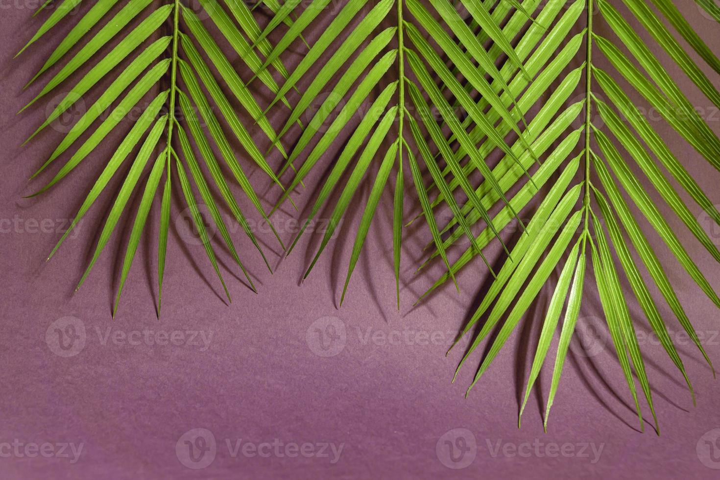 Tropical palm leaves on pink background. Minimal summer concept. Creative flat lay with copy space. photo