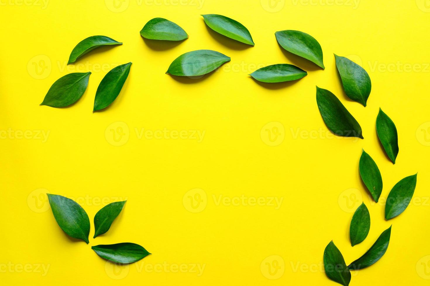 Ruskus leaves on yellow color background.Botanical nature concept.Floral elements design,Green foliage photo