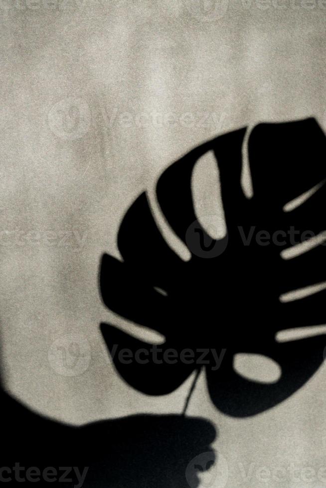 tropical monstera leaf shadow on empty gray wall, black and white photo