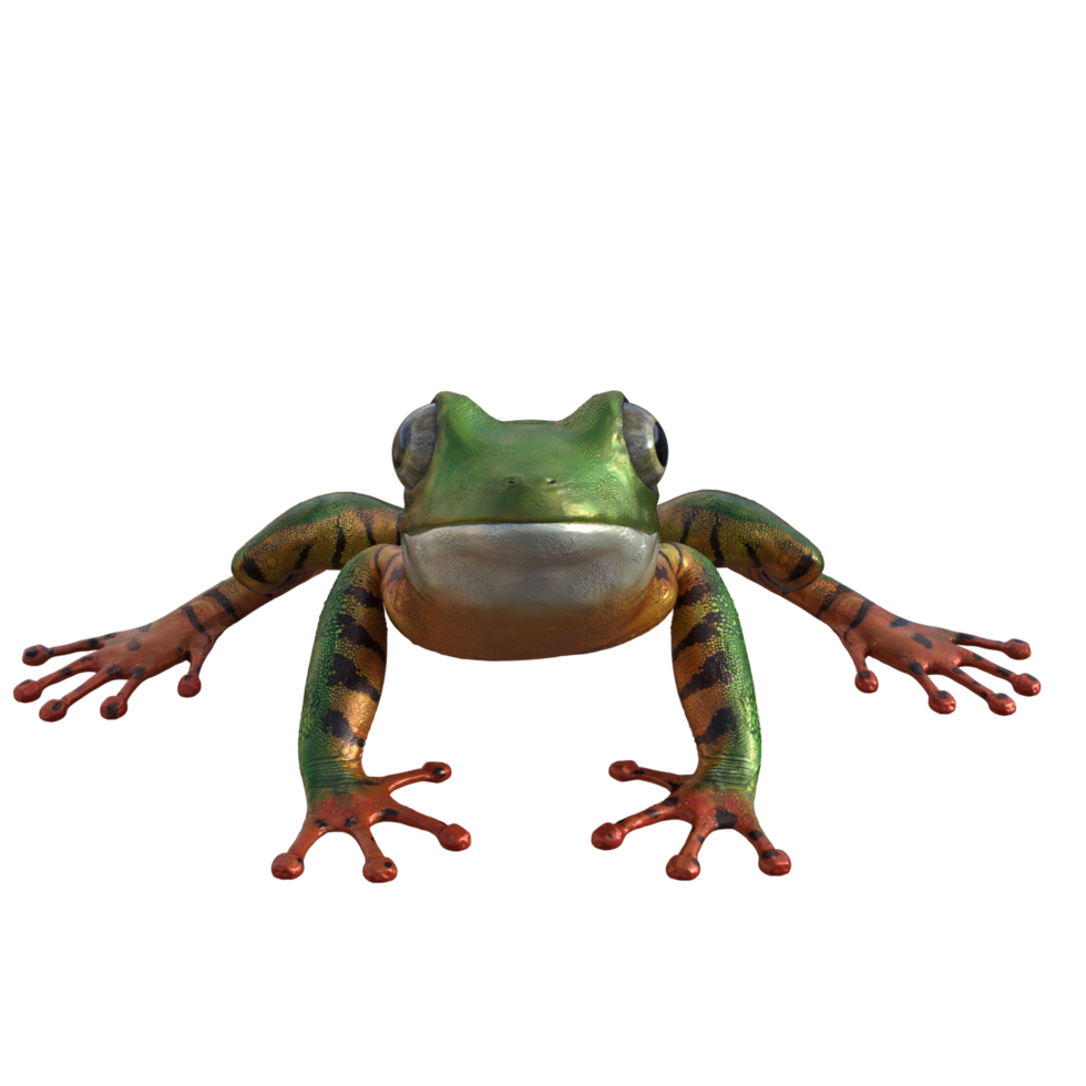 Frog 3d model illustration png