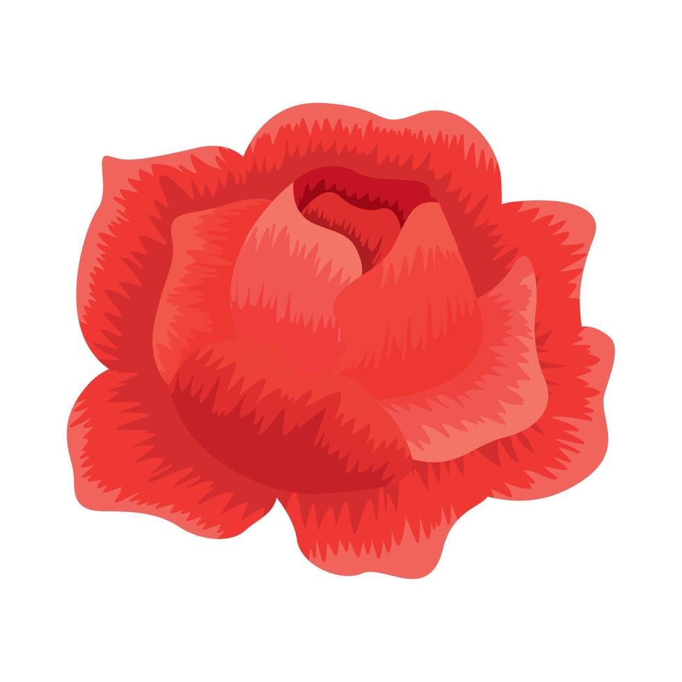 red rose natural flower vector