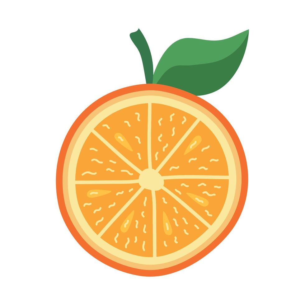 half orange citrus fruit vector