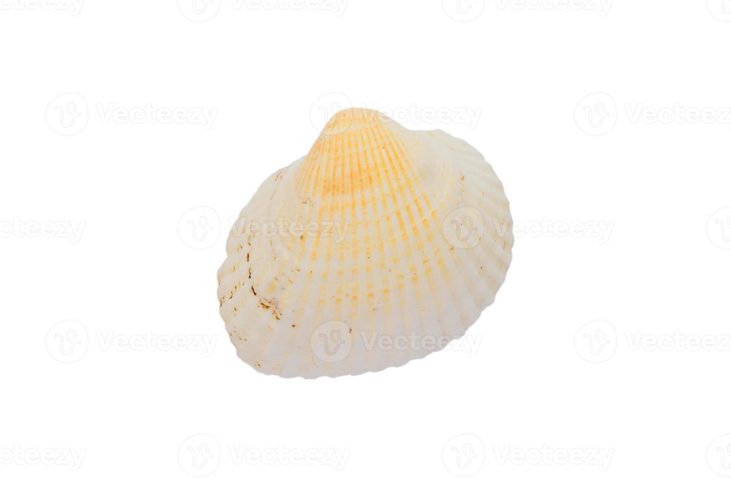 sea shell isolated on white background with clipping path photo