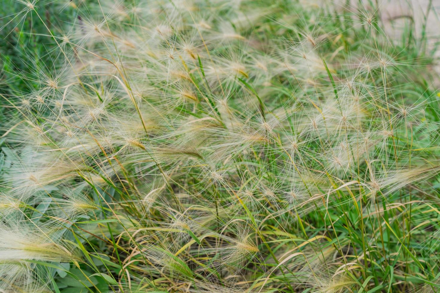 Close up of cereal field in a autumn day photo