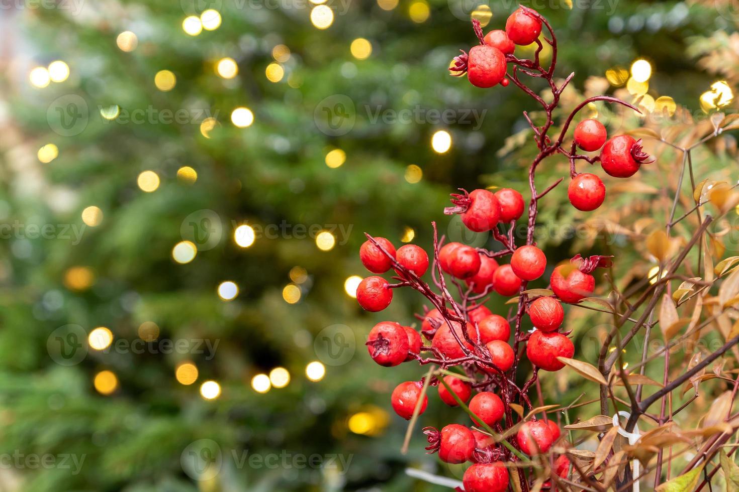 Red holly berries on fur tree background with bokeh lights. Christmas backdrop with copy space. photo