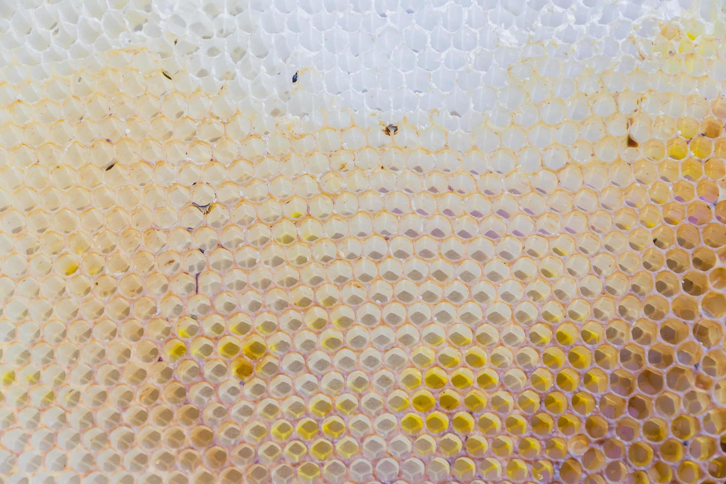 honey cpmbs natural background. Abandoned hive photo