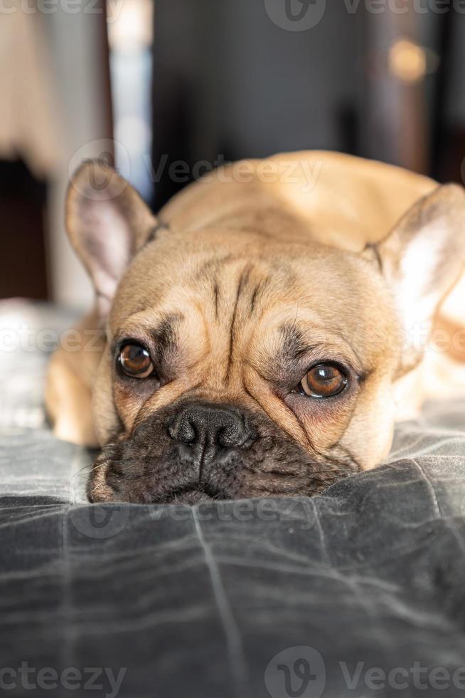 Brown French Bulldog Sleeps on the bed. Selective focus photo