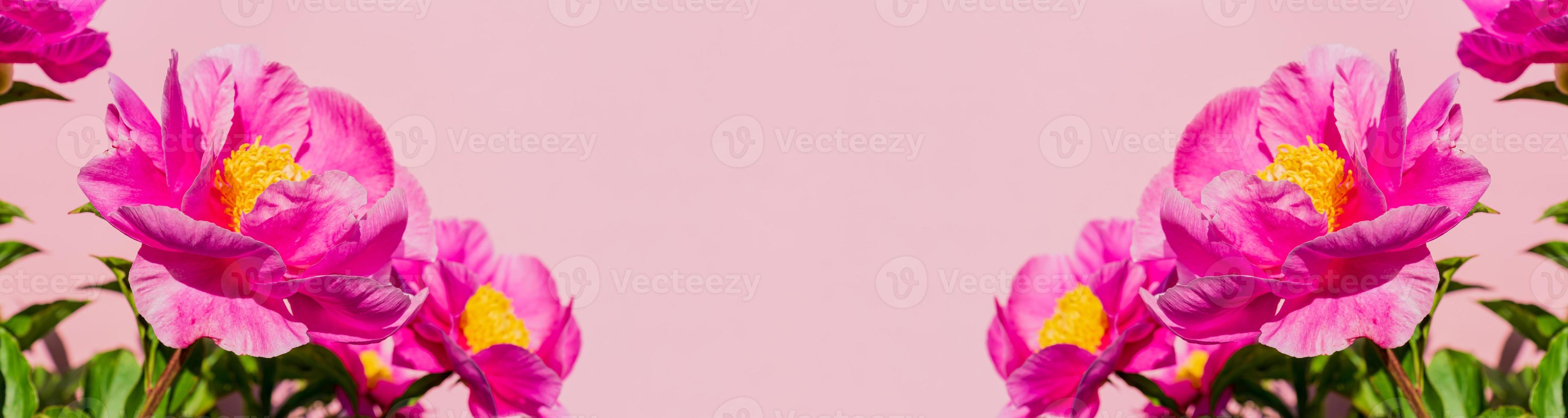 Peonies flowers bunch over pink background. Beautiful floral border design closeup. Copy space for your text. Wide banner photo