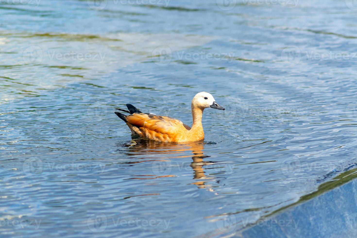 Wild duck floating in the city park pond. Wild nature. photo