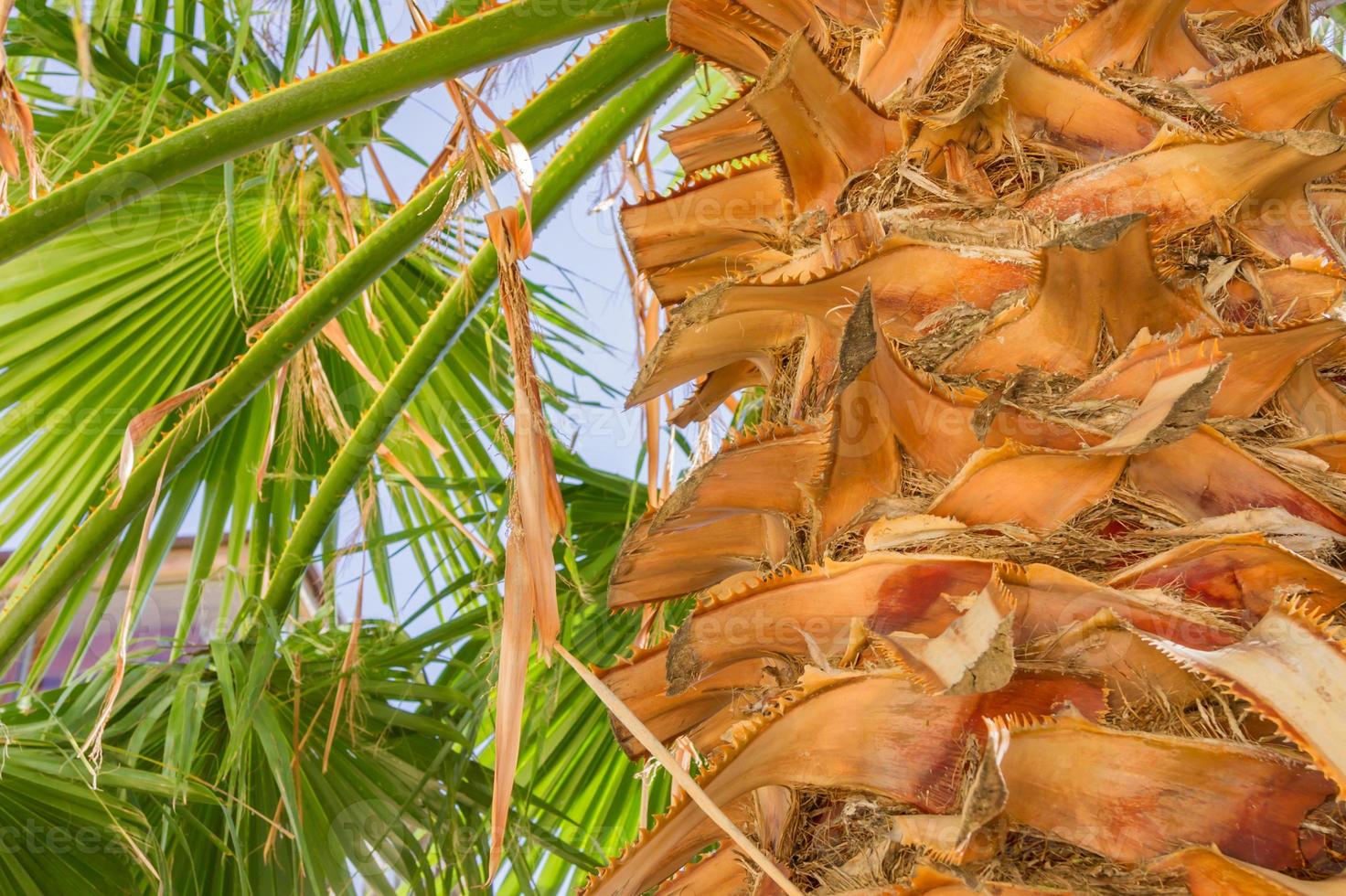 Bottom view of tropical palm. Green foliage of the rain forest. photo