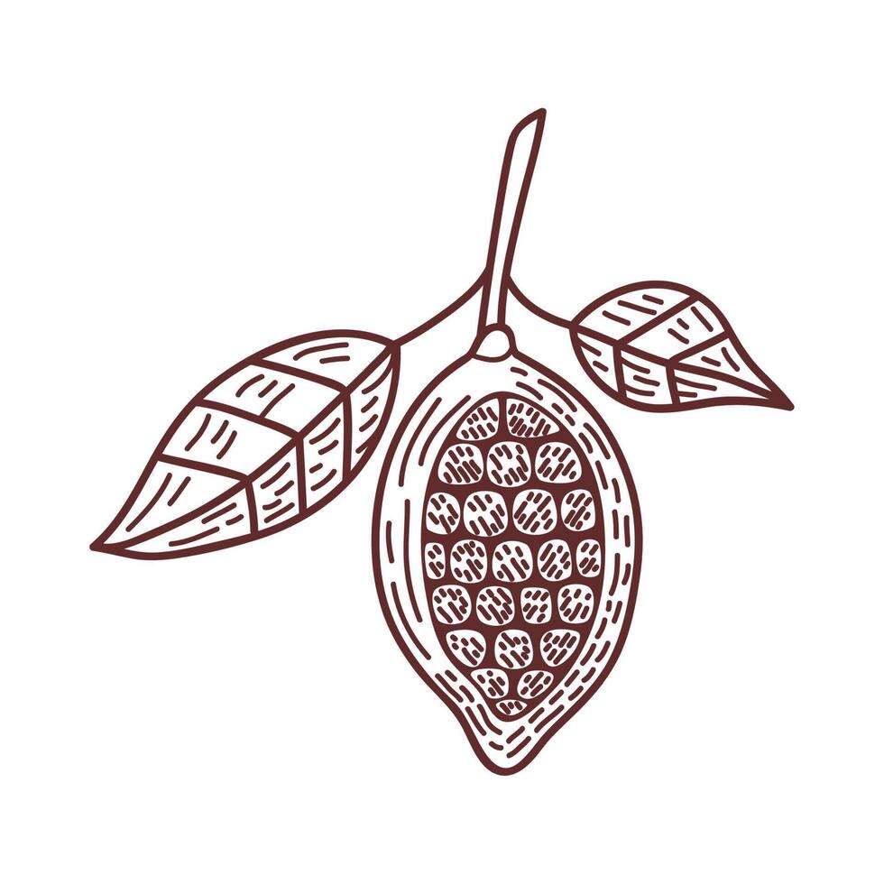 cacao seeds and leafs vector