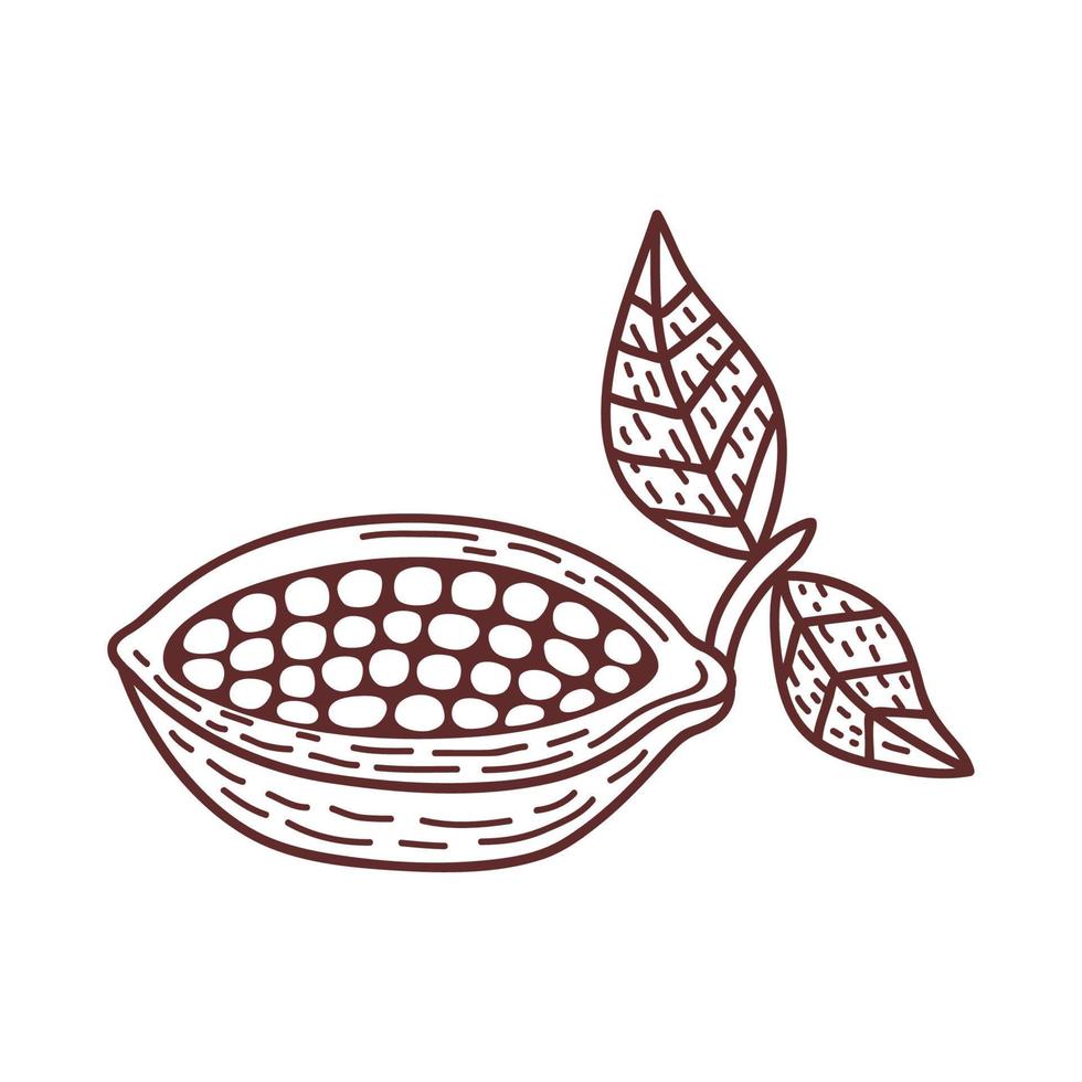 cacao plant fruit sketch vector
