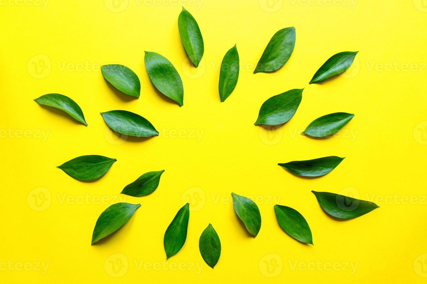 Green ruskus leaves top view frame with text space. Decorative greenery border. Fresh leaves on yellow background. Exotic foliage, tropical, rainforest plant backdrop photo