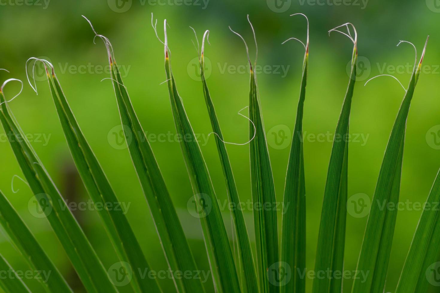 City park landscape with different tropical plants and flowers. Selective focus on palm tree. photo