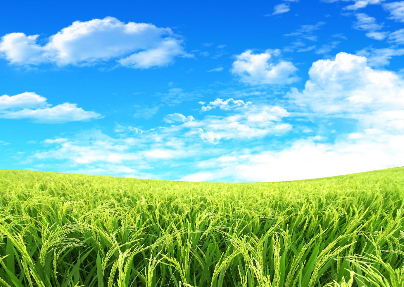 campo de arroz de arroz en el cielo azul foto