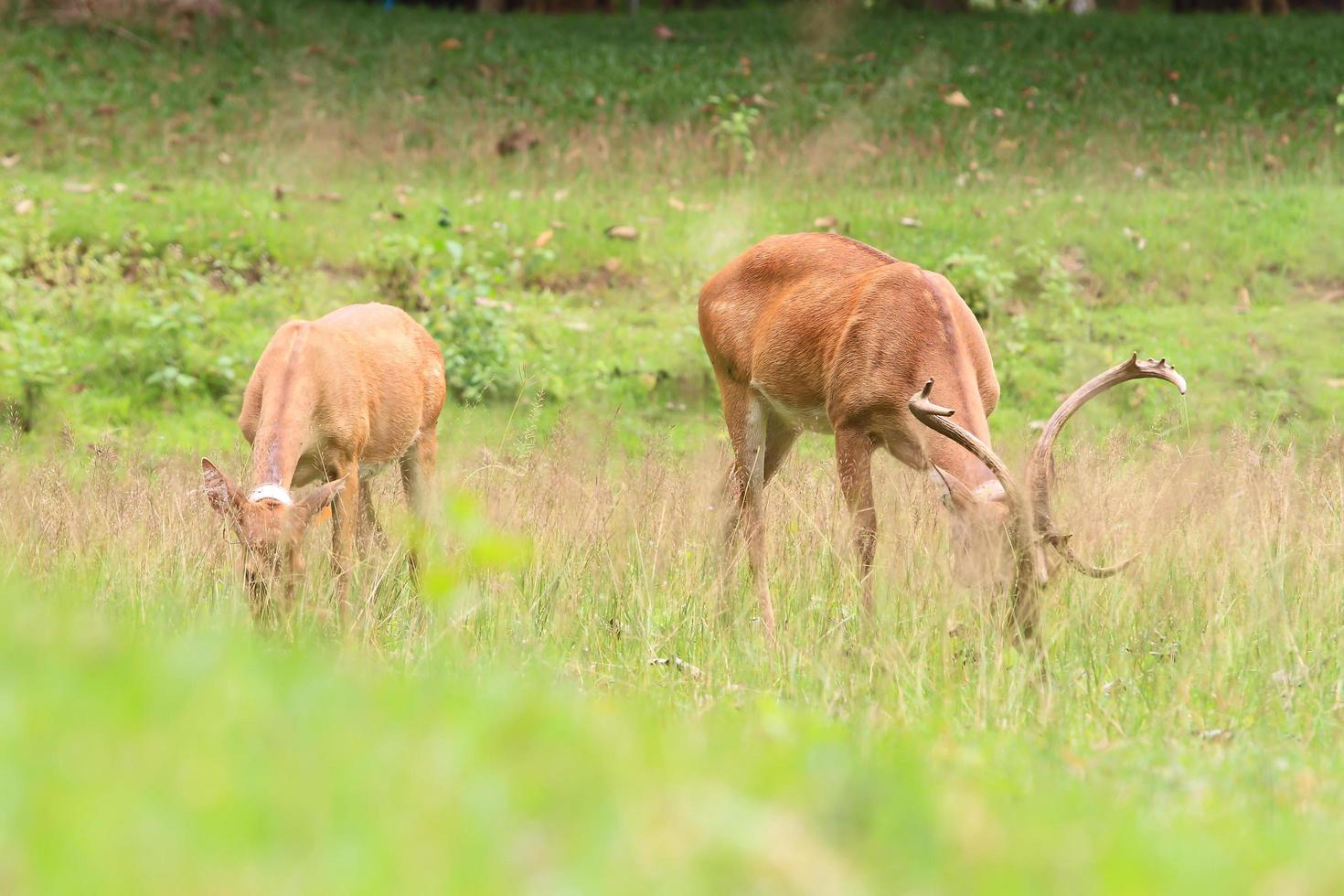 Deer herd in meadow scene at forest, Thailand photo