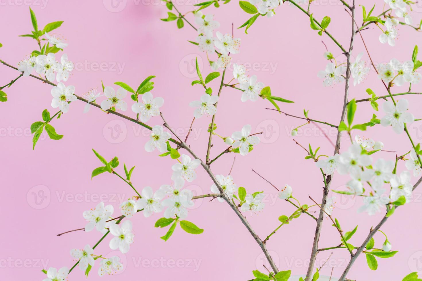 close up of blooming white cherry flovers on pink background photo