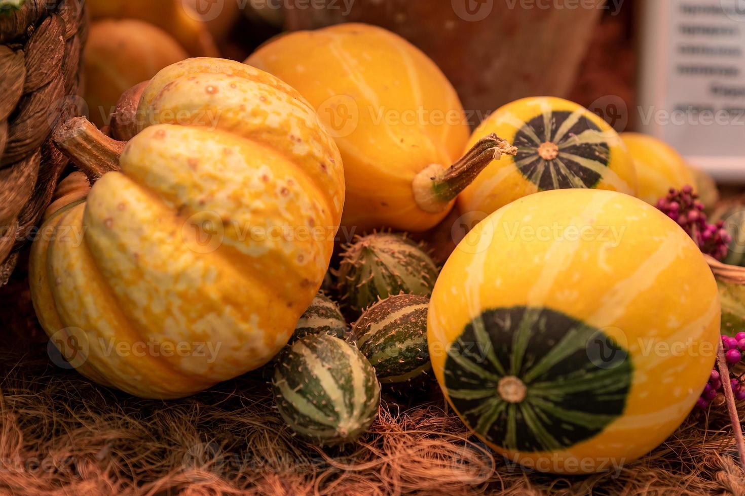 Autumn pumpkin background. Close up of mini pumpkins at farmers market photo