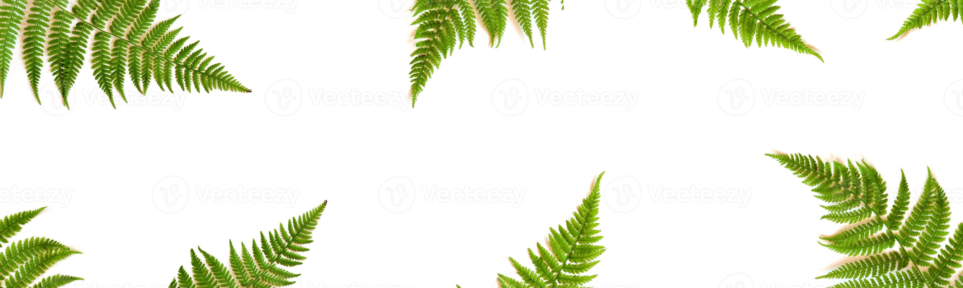 Fern leaves frame isolated on white background overhead view. Flat lay styling. banner photo