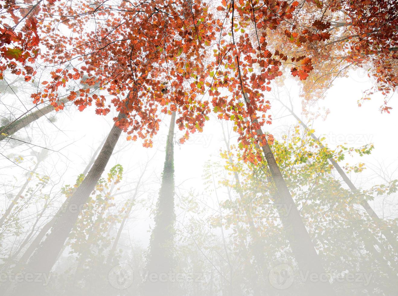 Autumn foggy forest low angle view photo