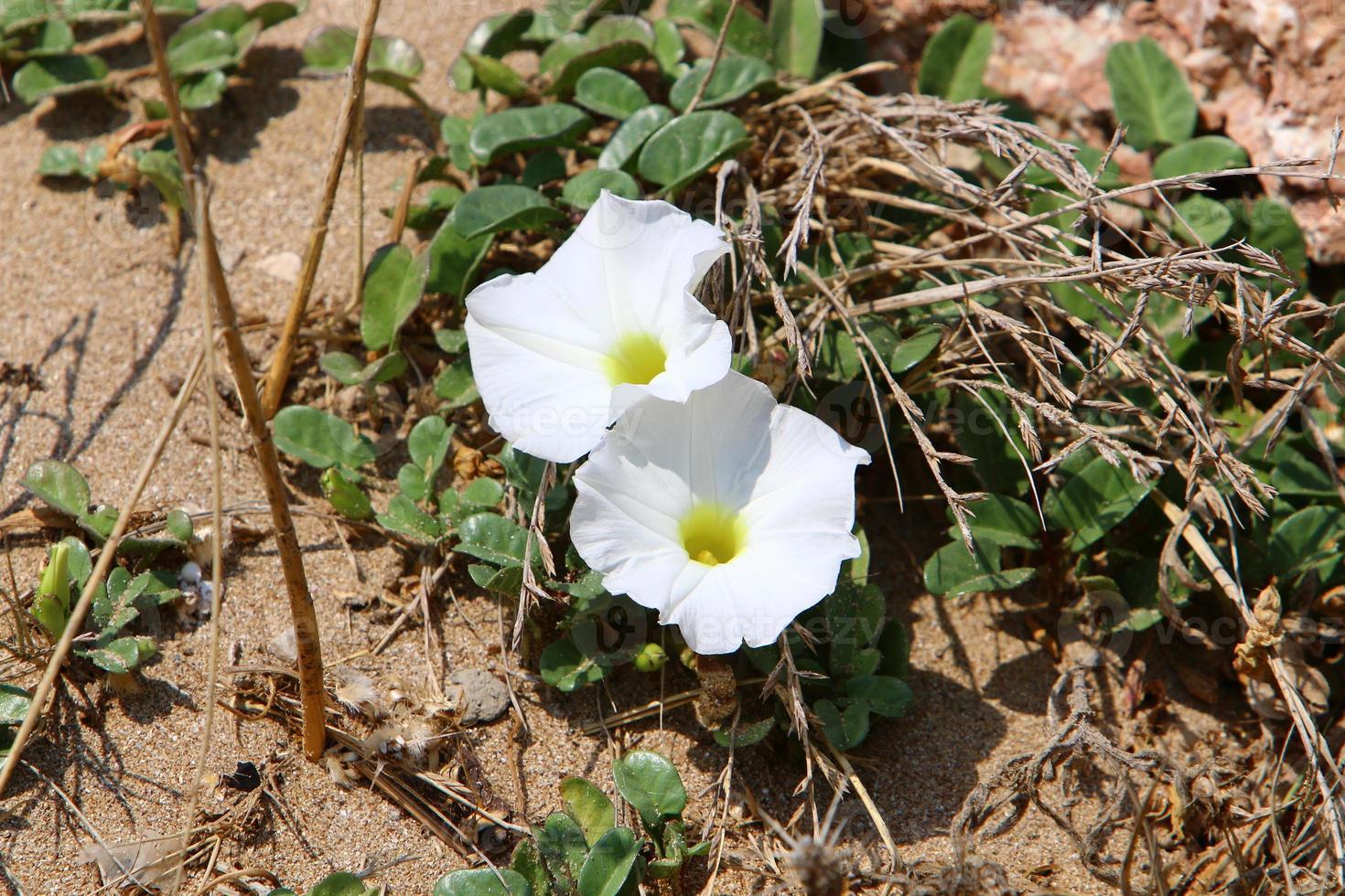 Summer flowers in a city park in northern Israel. photo