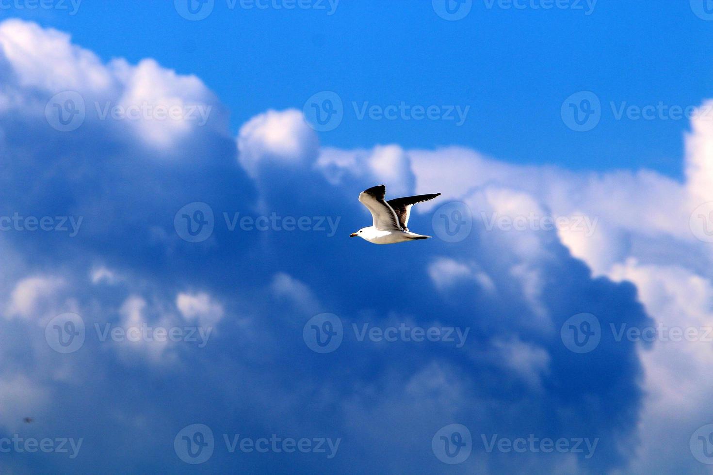 Birds in the sky over the Mediterranean Sea. photo