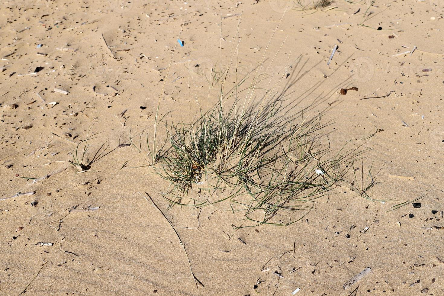 Green plants and flowers grow on the sand in the desert. photo