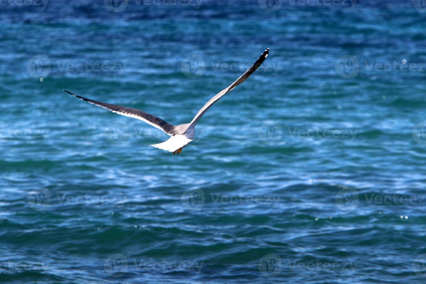 Birds in the sky over the Mediterranean Sea. photo