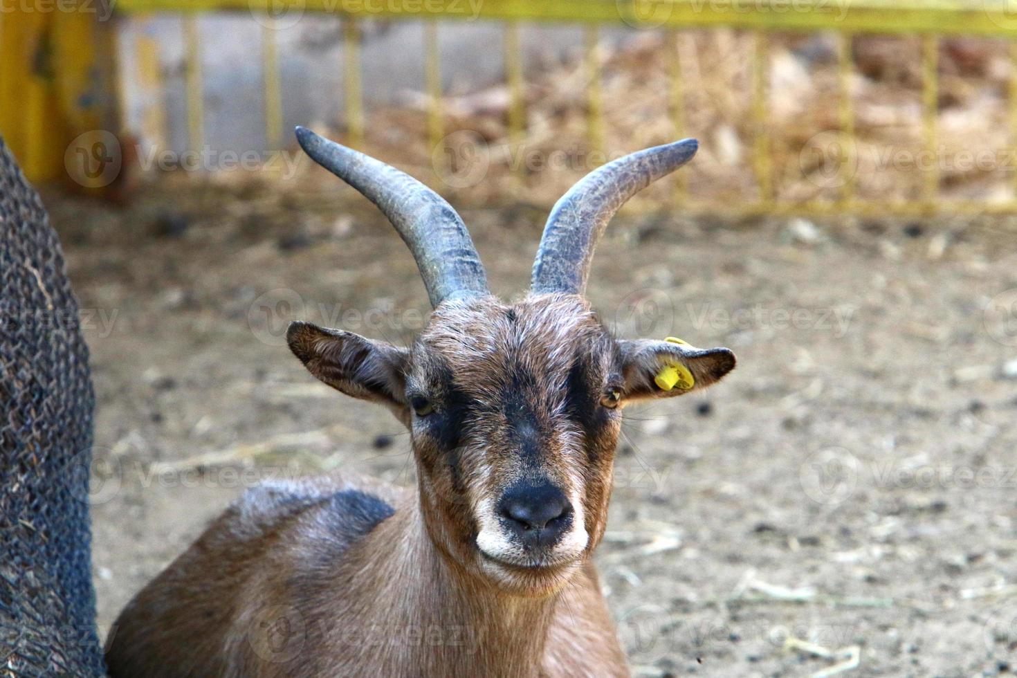 Goats live in a nature reserve in the Negev desert. photo