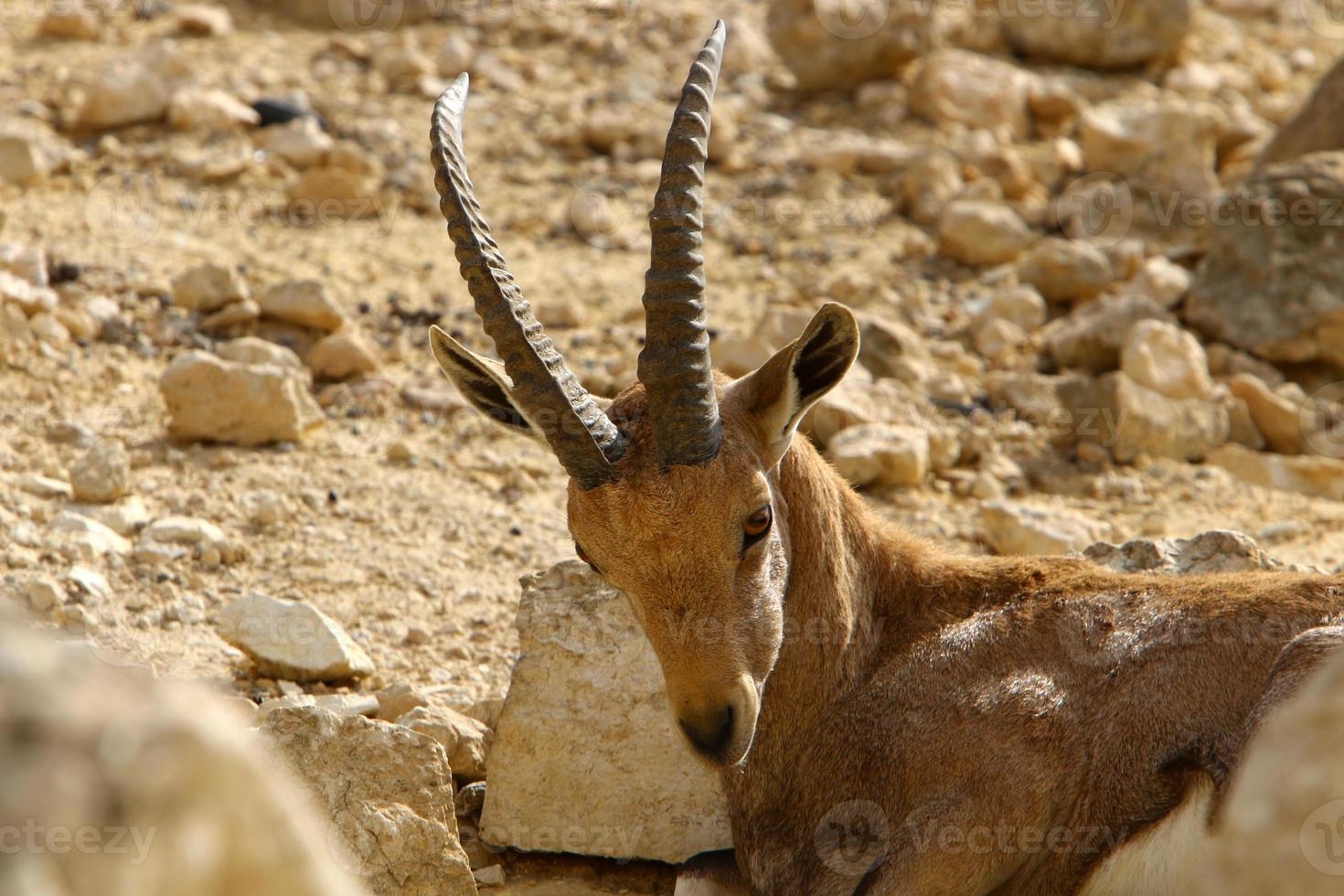 Goats live in a nature reserve in the Negev desert. photo