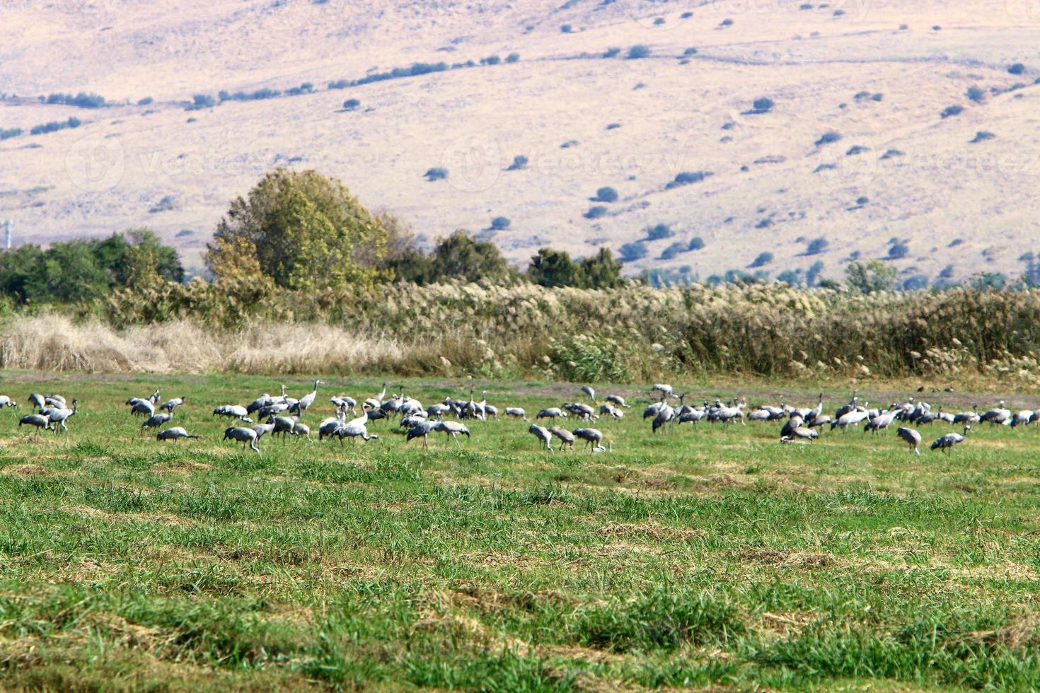 A flock of cranes in northern Israel. photo