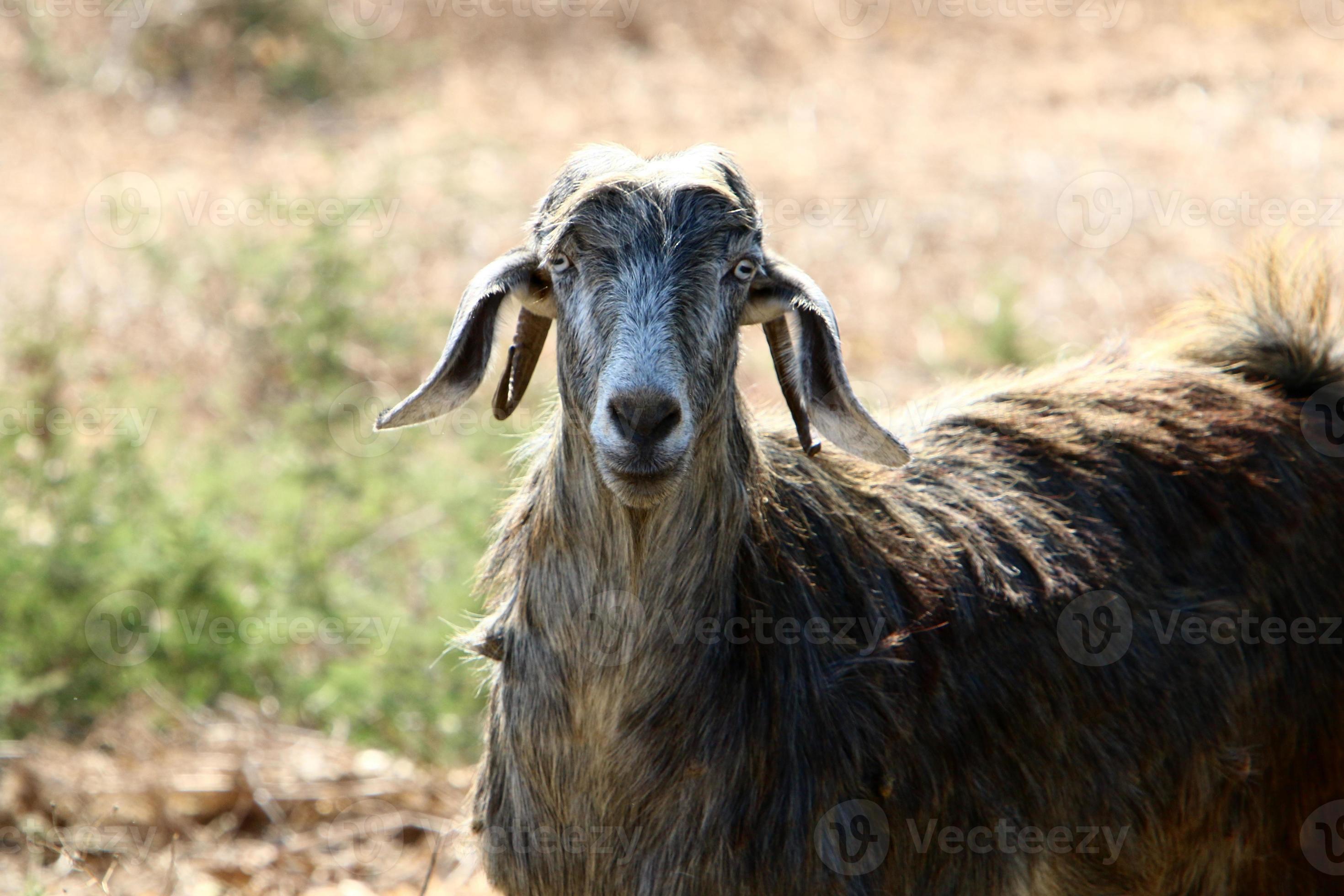 Negev Desert:  Life, Death, And Everything In Between - 89579ef
