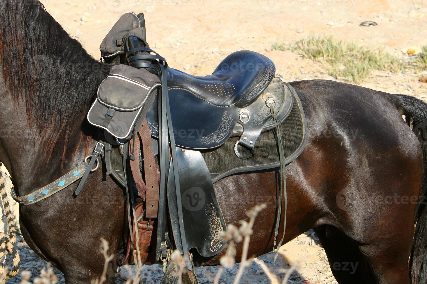 Domestic horses at a stable in Israel. photo