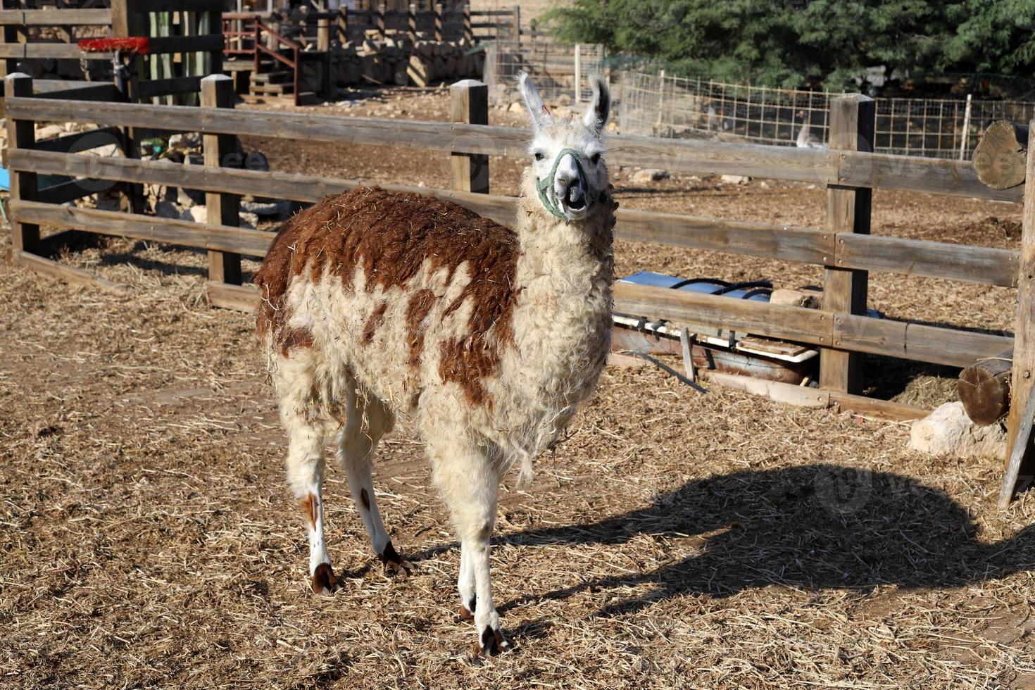 Alpacas on a farm in the Negev desert. photo