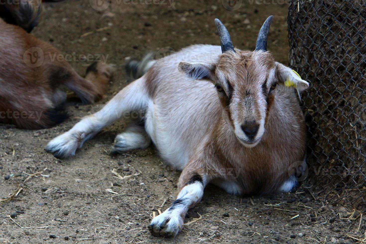 Goats live in a nature reserve in the Negev desert. photo