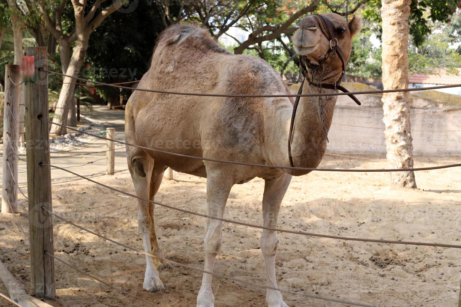 A humped camel lives in a zoo in Israel. photo
