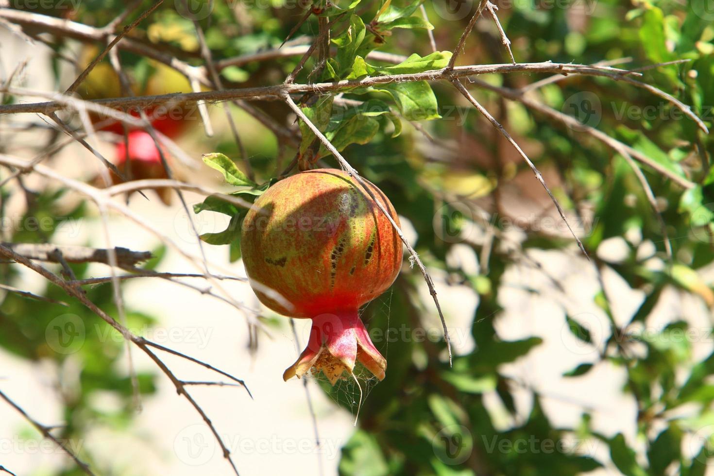 Pomegranates on a tree in a city park. photo