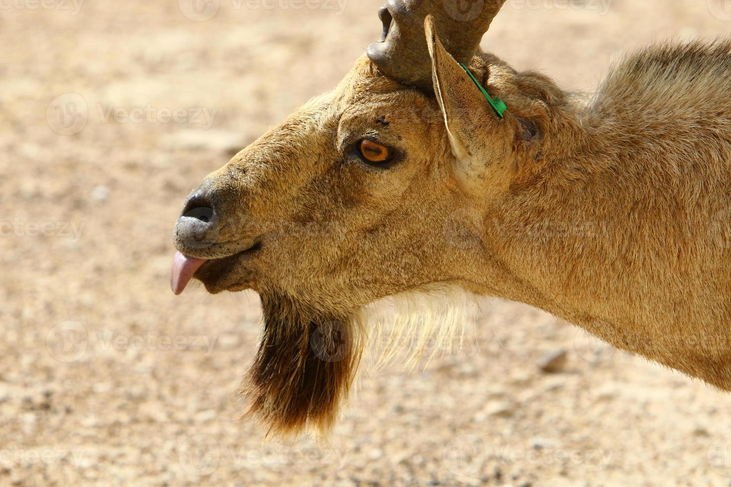 las cabras viven en una reserva natural en el desierto de negev. foto