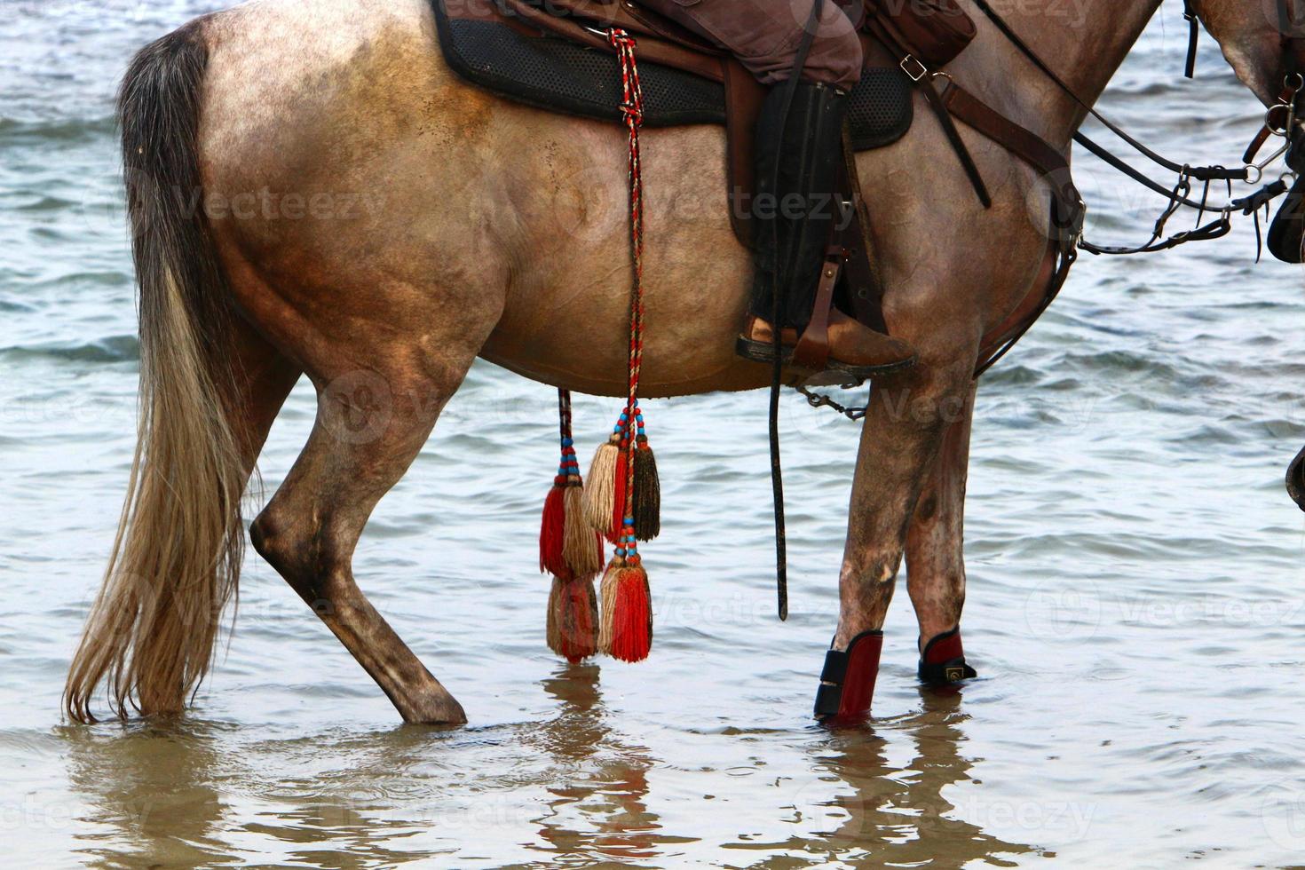 Domestic horses at a stable in Israel. photo