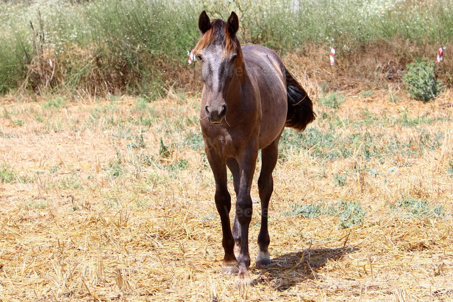 caballos domésticos en un establo en israel. foto