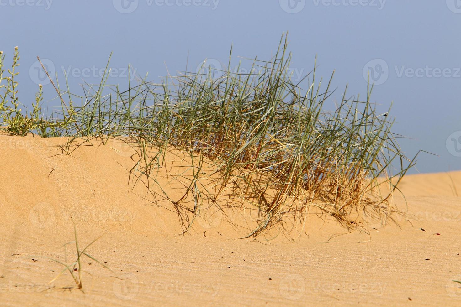 Green plants and flowers grow on the sand in the desert. photo