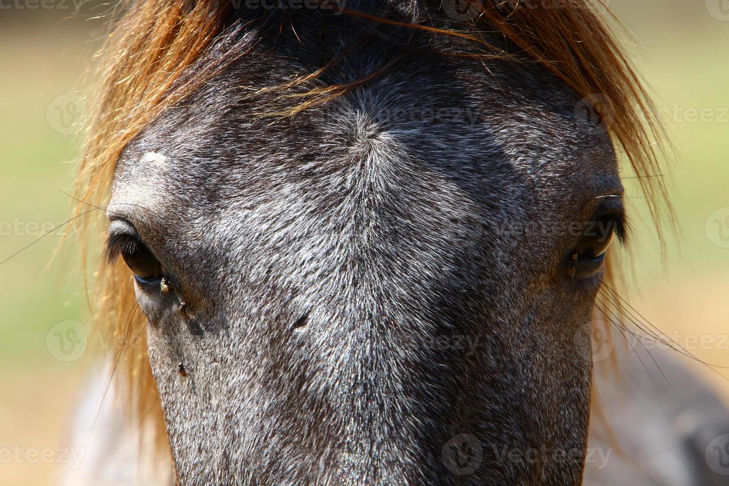 Domestic horses at a stable in Israel. photo