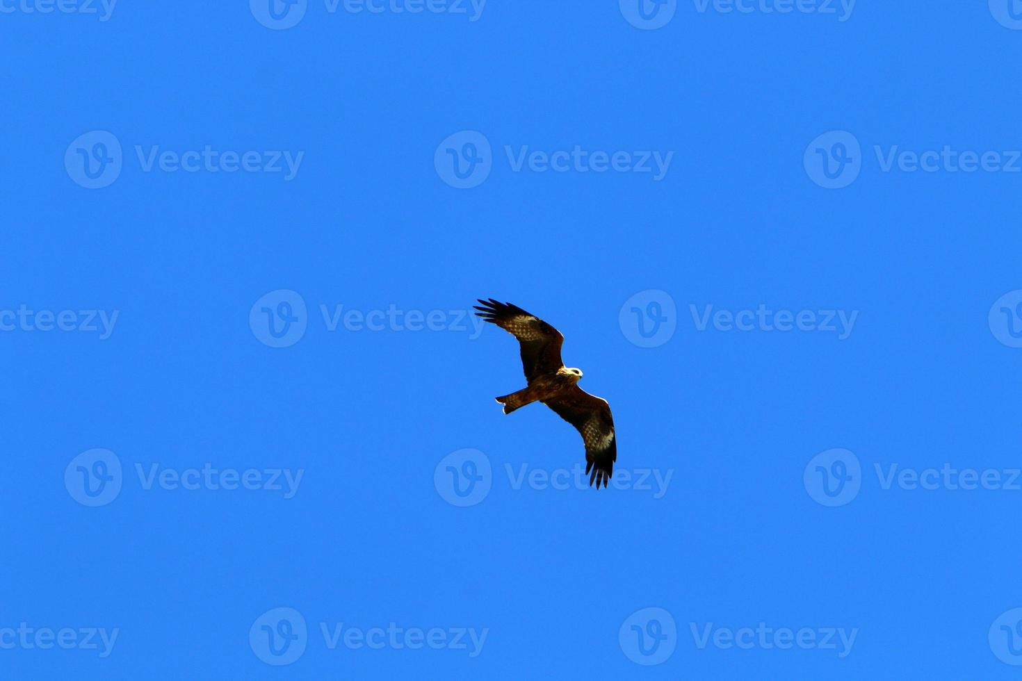 Birds in the sky over the Mediterranean Sea. photo