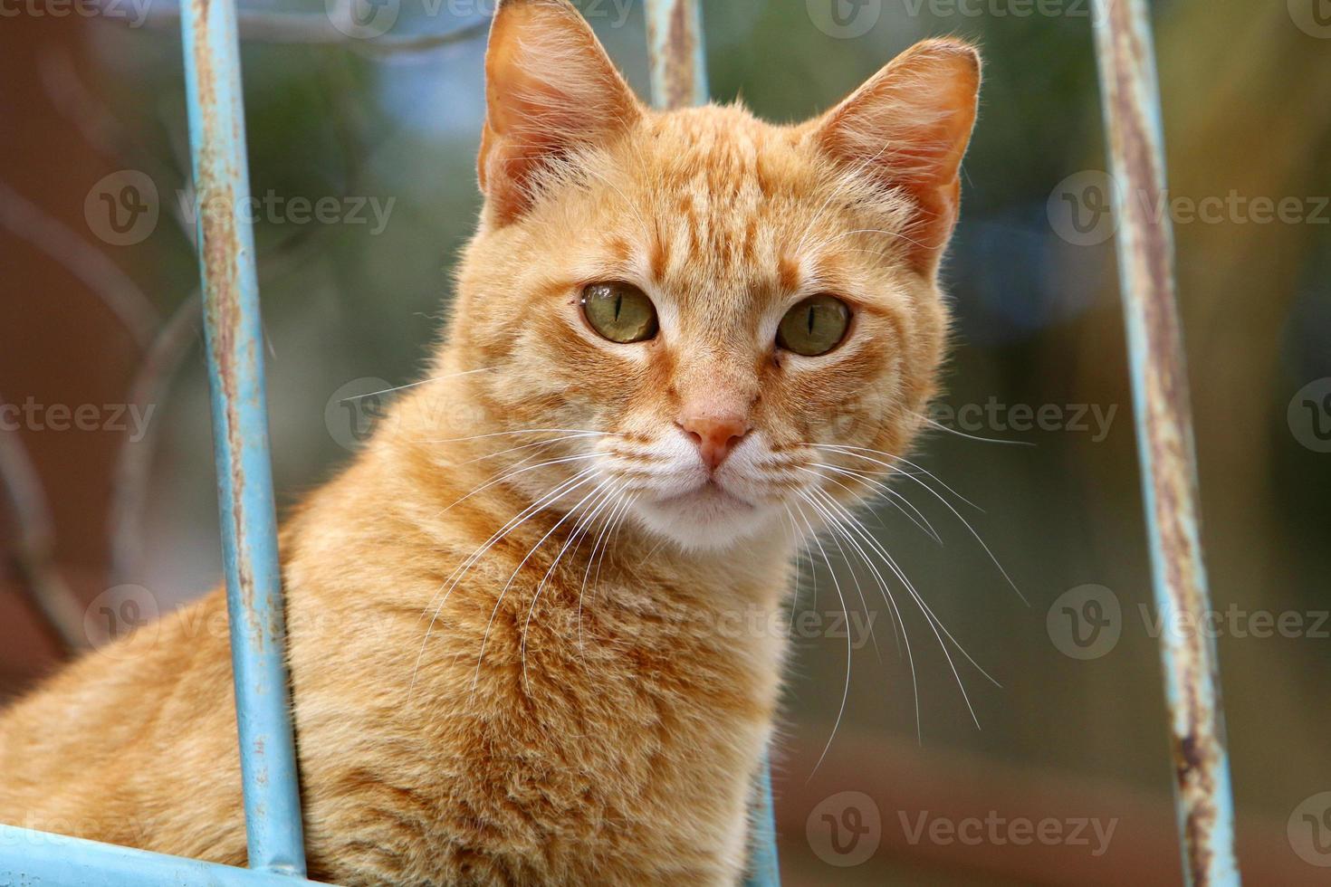 The domestic cat is a mammal of the cat family of the carnivora order. photo