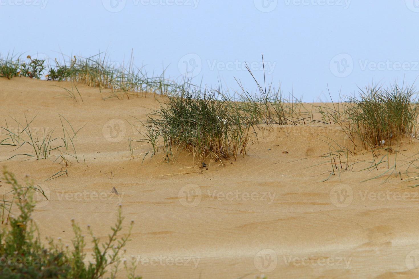 Green plants and flowers grow on the sand in the desert. photo